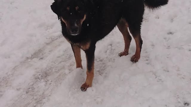 Dogs playing in the snow