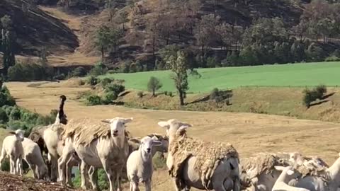 Emu Rounds up Sheep After Australian Bush Fires