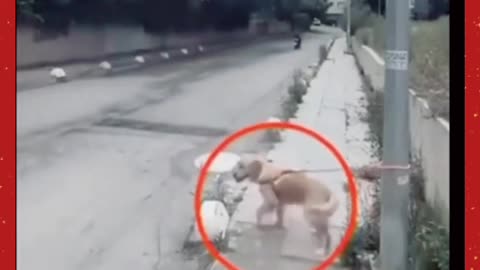 poor dog whose owner lives on the street