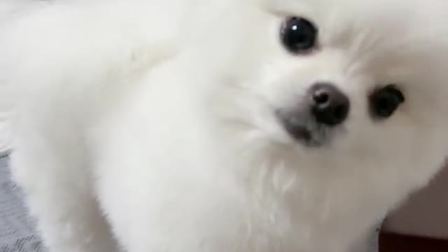 A wobbly dog