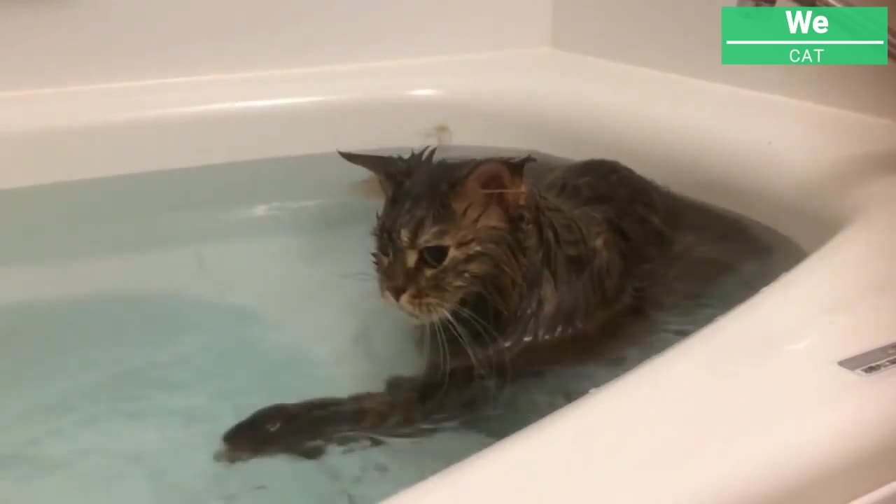 You won't believe that these cats actually love water