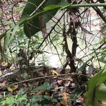 Denuncia contaminación afluente Cerros Orientales