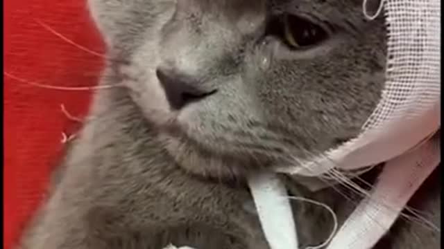 Funniest Cat Videos That Will Make You Laugh - Funny Cats and Dogs Videos