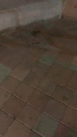 Trying to throw the meth bugs off!!!