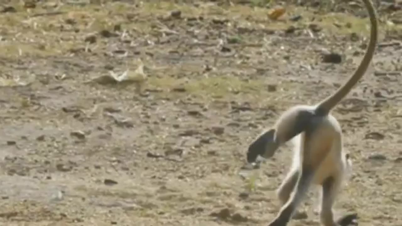 monkey funny video