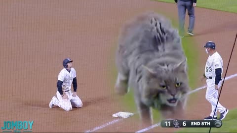 Cat on the field, a breakdown