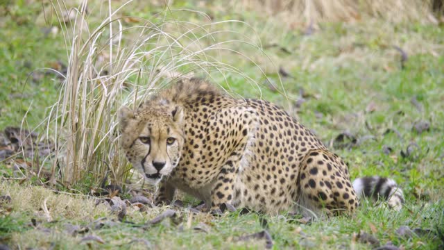 Smithsonian's National Zoo's Cheetah Conservation Station