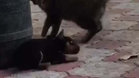 Puppy and cat fight