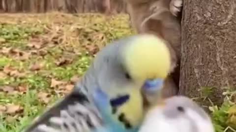 Cutest baby animals Videos