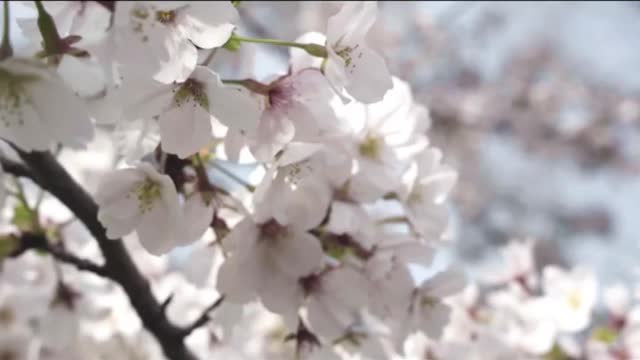 Spring is in the air… #sakuraedit