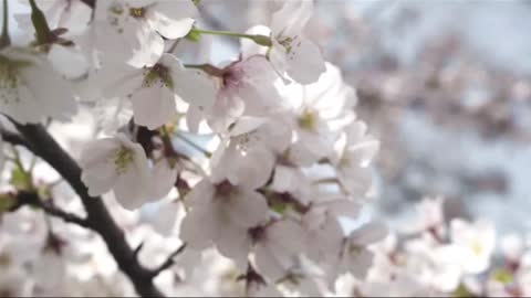 Spring is in the air… #sakuraedit