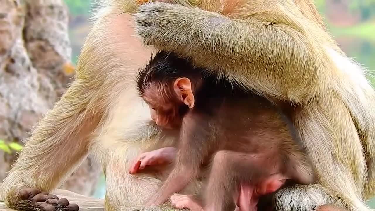 Cute baby monkey eating and sitting!