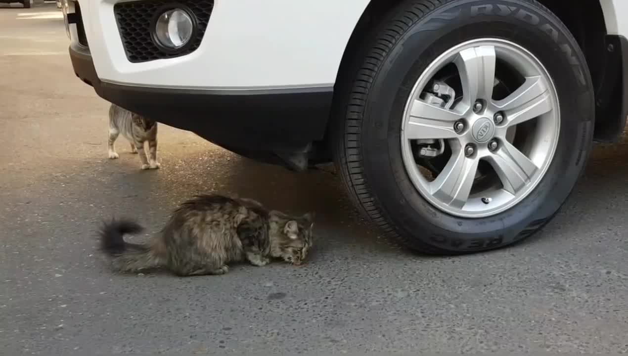 CAT vs CAR | Crushing Crunchy & Soft Things with Car EXPERIMENTS