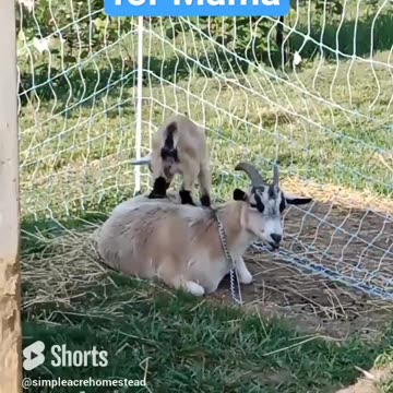 The viral fitness trend taking the world by storm 🤣😂