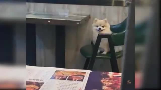 Cute and Funny Dog Videos Compilation #1