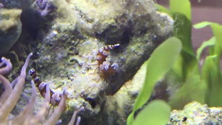 Thor amboinensis aka Sexy Shrimp Shaking Their Booties