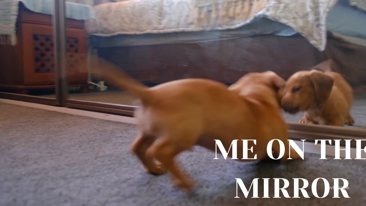 DOG VS MIRROR