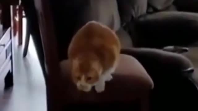 Funny Cat Fails Compilation 🤣| Try Hard Not To Laugh🤣😂