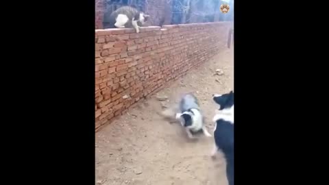 Animal funny videos