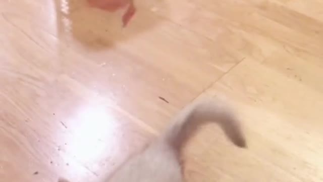 Hungry Cat Trying to eat l Funny Cats