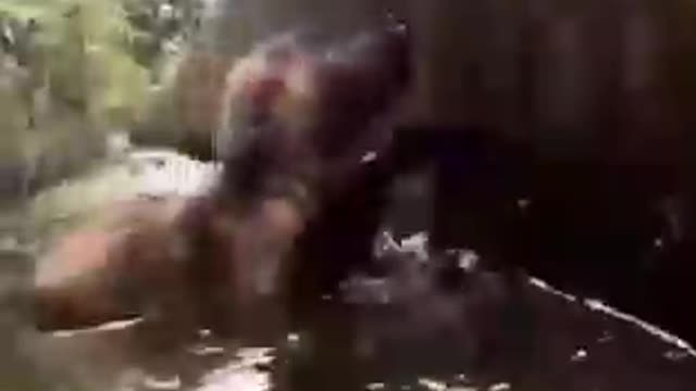 DOG RUSHING TO SAVE DROWNING PUPPY- FUR HERO