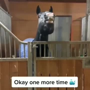😂 I'm a sprinkler, funny horses compilation,#shorts , pony, equestrian, cute horses, horses training