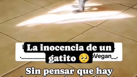 😊La 👶🏻 Inocencia de 🫶🏻Un 😻 Gatito 😽 Michi.👍🏻