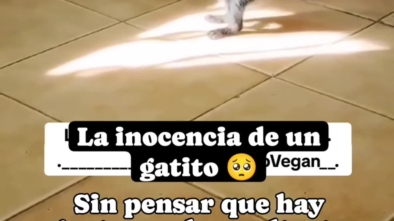 😊La 👶🏻 Inocencia de 🫶🏻Un 😻 Gatito 😽 Michi.👍🏻