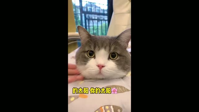 Funny and cute cat