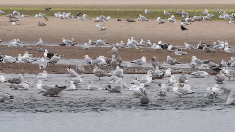 CAT TV Birds playing in the water 15 minutes video