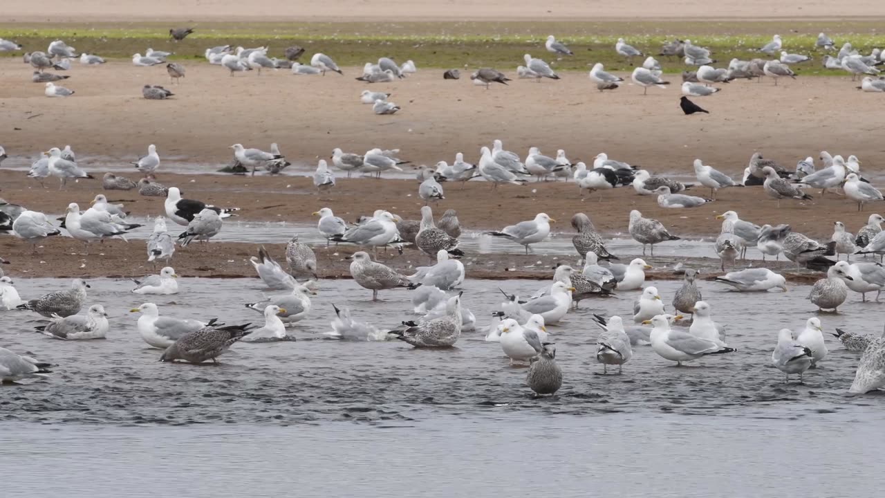 CAT TV Birds playing in the water 15 minutes video