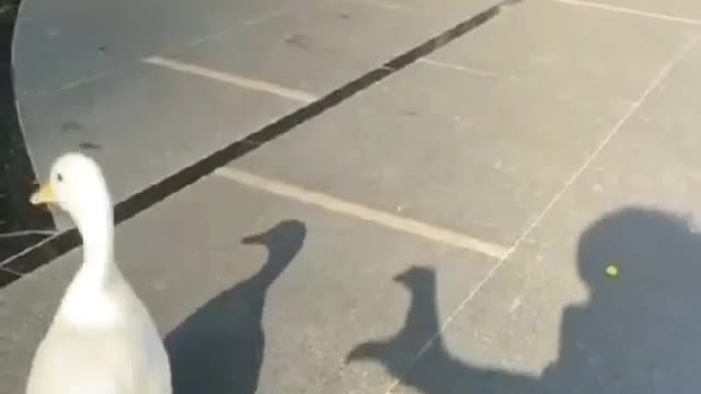 disillusioned goose