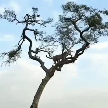 The plight of the monkeys in the Lions attack.