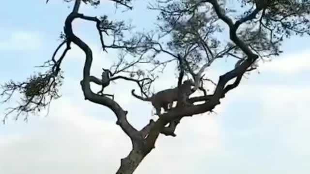 The plight of the monkeys in the Lions attack.