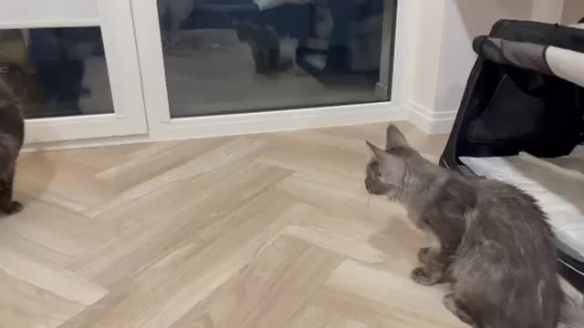 Young maine coons