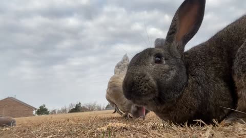 Chicken and rabbit eat together.