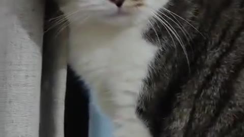 Focused kitty