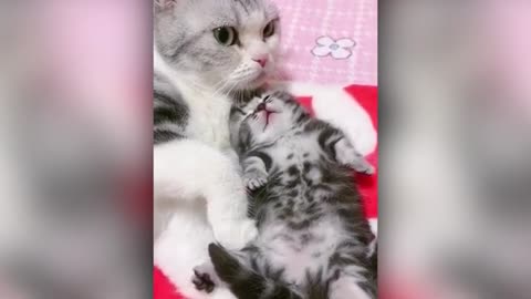 Funny Cats 21