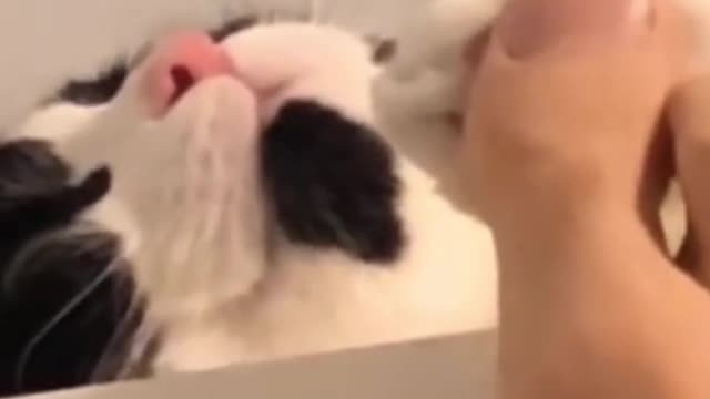 Cute funny cats