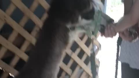 Mila feeding Alpaca