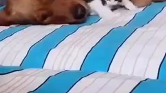 Golden Retriever Playing with Kitten #short