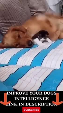 Golden Retriever Playing with Kitten #short