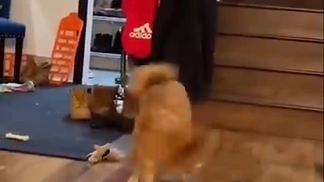 Super funny dog video