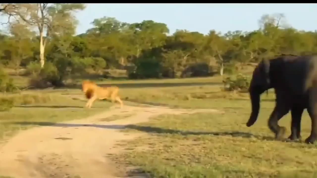 Dog-Like Lion Takes on an Elephant: A Chase Unlike Any Other!