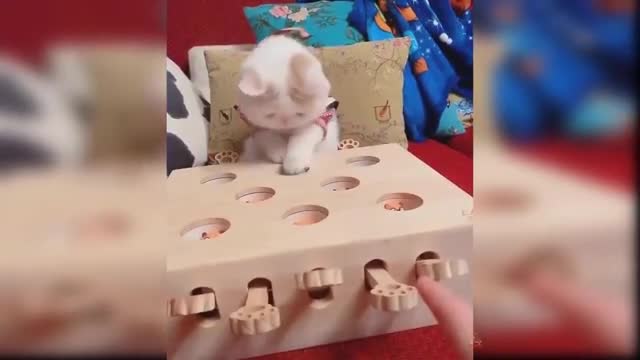 Baby Cats - Cute and Funny Baby Cat Videos Compilation