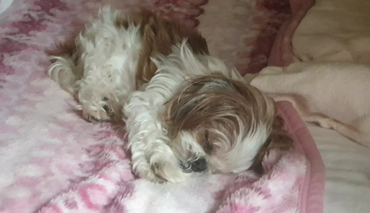 A cute sleeping dog on the bed no.2