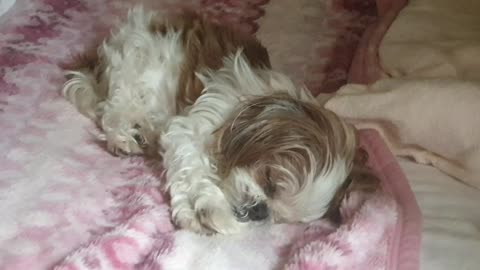 A cute sleeping dog on the bed no.2