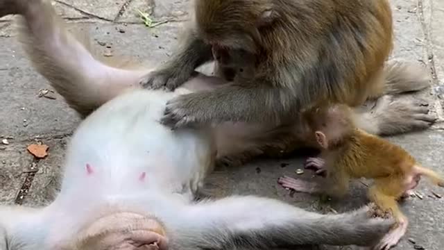 Cute Monkey China Funny Animals Love