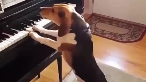 Beautiful dogs video