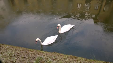 Cisnes luchan por nadar a través de aguas congeladas